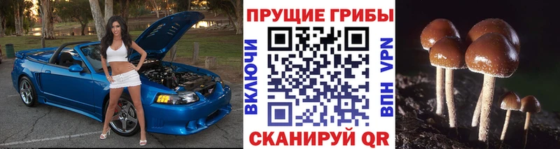 Галлюциногенные грибы Psilocybine cubensis  Купить где  Рославль 